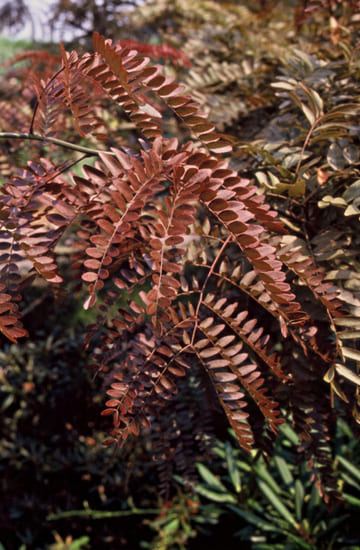 Feuilles foncées.jpg